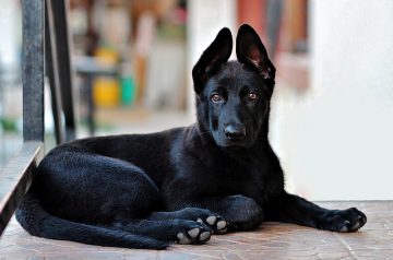 Curso para socializar a tu perro