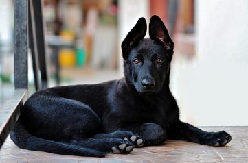 Curso para socializar a tu perro