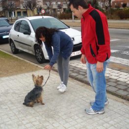 Curso de adiestramiento canino en Tomelloso
