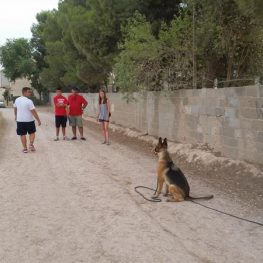 Adiestramiento canino en Campo de Criptana