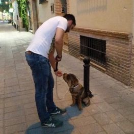 Adiestramiento de perros en Socuéllamos