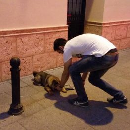 Adiestramiento de perros en Socuéllamos