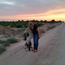 Adiestramiento canino en Fuenlabrada