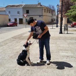 Adiestramiento canino en Alcorcón