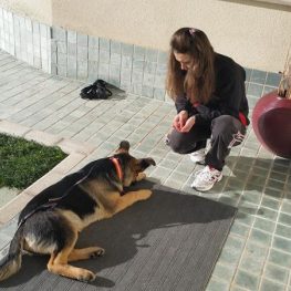 Adiestrador canino en Alcobendas