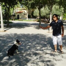 Adiestramiento canino Albacete