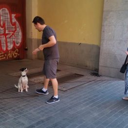 Adiestramiento canino en San Sebastián de los Reyes
