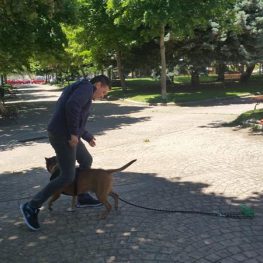 Adiestramiento canino en Colmenar Viejo