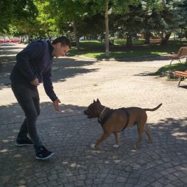 Adiestramiento canino en Colmenar Viejo