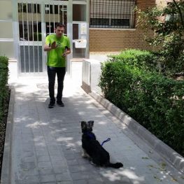 Adiestramiento canino en Paracuellos del Jarama