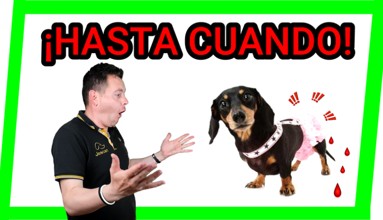 ¿QUÉ PONERLE A UNA PERRA CUANDO TIENE LA REGLA?