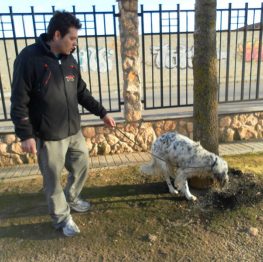 Adiestramiento canino en Pinto