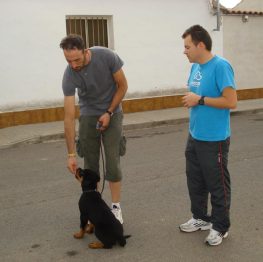 Adiestramiento canino en Argamasilla de Alba