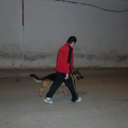 Adiestramiento canino en Manzanares