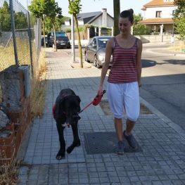 Adiestramiento canino en Villaviciosa de Odón