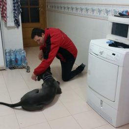 Adiestramiento canino Villarrobledo