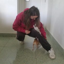Adiestramiento canino Leganés