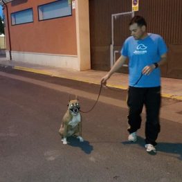 Adiestramiento canino en Móstoles