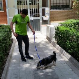 Adiestramiento canino en Paracuellos del Jarama