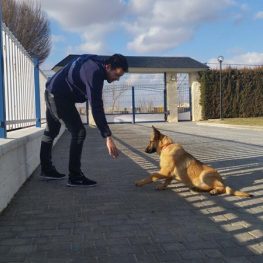 Adiestramiento canino en Alcalá de Henares