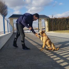 Adiestramiento canino en Alcalá de Henares