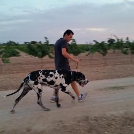 Adiestramiento canino en Fuenlabrada