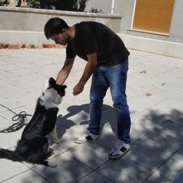 Adiestramiento canino en Alcorcón