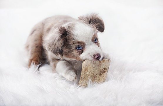 Curso para socializar a tu perro