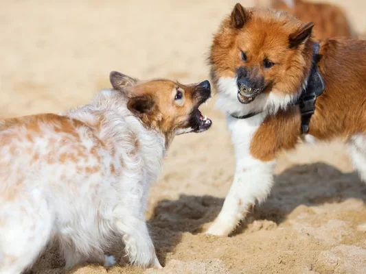 como separar una pelea de perros